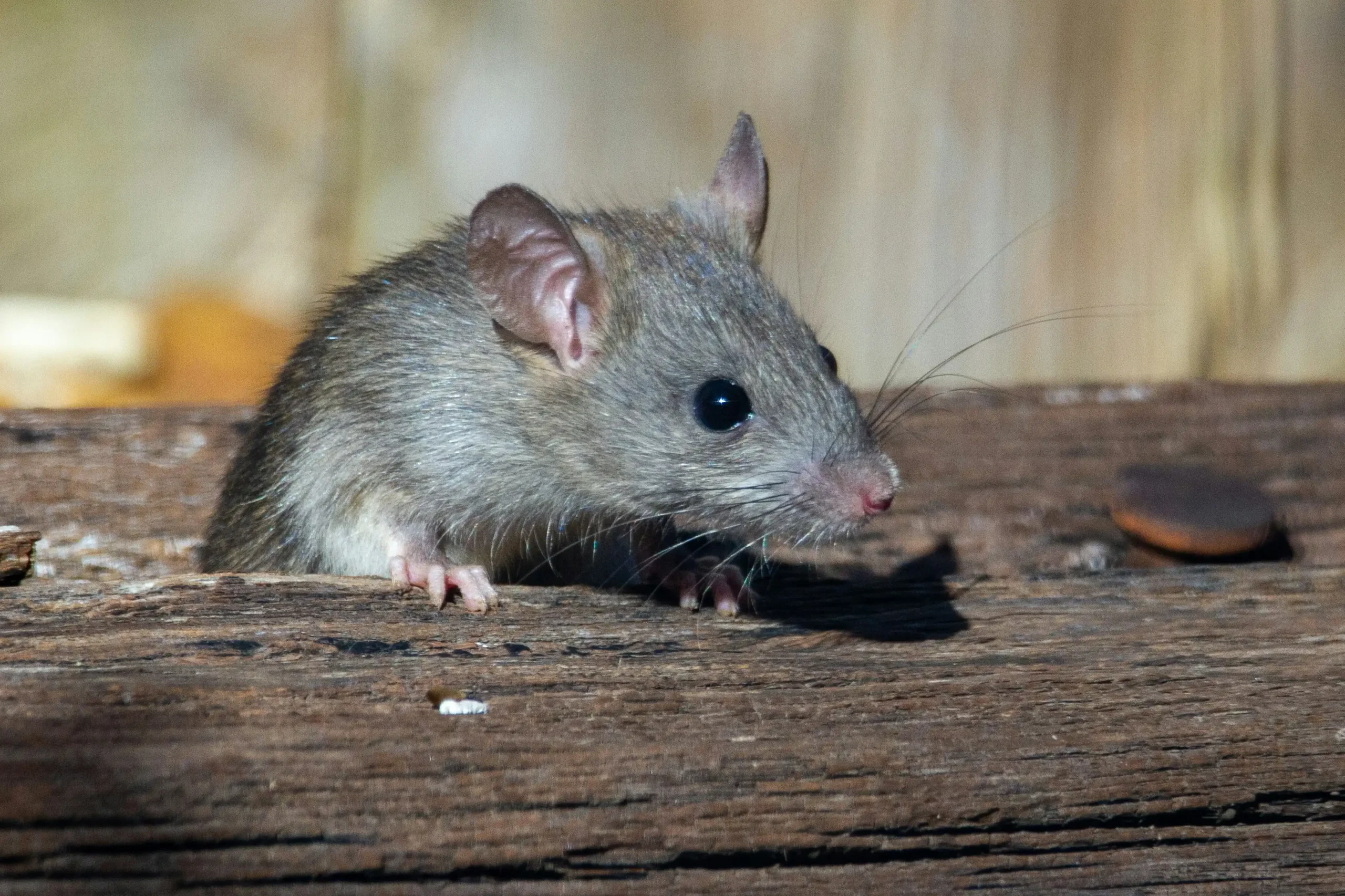 Deratyzacja